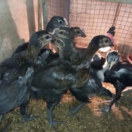Ayam pelung asli anakan sepasang Berkualitas