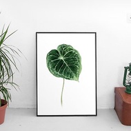 【圓葉花燭】限量版印製畫 | 文青綠色植物 | 北歐家居水彩掛畫