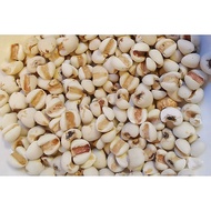 Jobs Tear - King of Barley 250gr