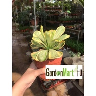 Euphorbia Poissonii Variegated Live Plant Pokok Sukulen 贝信麒麟 Variegated Euphorbia Succulent