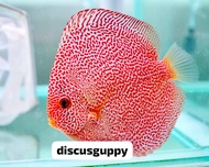 Panthera Eruption Discus 1cm - Enhanced Edition