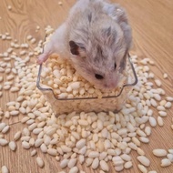 Hamster natural sugar-free popcorn仓鼠天然无糖爆米花