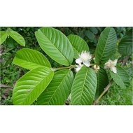 Fresh Guava Leaves 50 Sheets