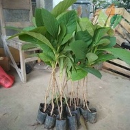 PAKET 2 BIBIT POHON JATI SOLOMON UNGGUL