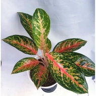 AGLONEMA RED PEACOCK , AGLAONEMA RED PEACOCK, AGLO REDPEACOCK, RED