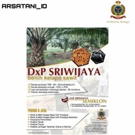 DxP Bibit Sriwijaya 6 Berkualitas Berkas Lengkap