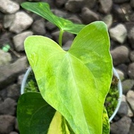 anthurium pterodactyl variegata - 01 - ni