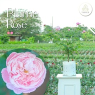 Treeno.9 T350 Plume Rose​ (กุหลาบ พลูม​)​ กลิ่นหอม / ต้นใหญ่ ถุงขาว 8 นิ้ว / สูง 60-70 ซม. / ไม้ประด