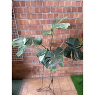 Monstera Thai Constellation (MTC)