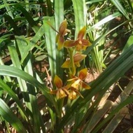 New cymbidium ensifolium/anggrek tanah kuning/anggrek tanah cantik