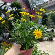 [Paling Horticulture Sdn Bhd] Golden Shrub Daisy 黄金菊 | Euryops Pectinatus | Pokok Bunga Hiasan Hidup