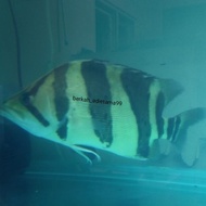 IKAN HIAS TIGER DATZ JUMBO 3 BAR NYARIS SEMPURNA / DATZ SUMATRA