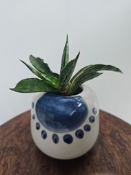 棒葉虎尾蘭小盆栽 戶內外皆宜