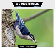 burung rambatan doraemon bahan pilihan