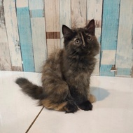 Lepas Adopsi Kucing Persia warna langka murah