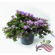 [Bonsai] Desmodium Unifoliatum - Vietnamese Bluebell 越南凌珊 蓝铃草 by LS group