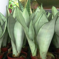 Sansevieria Moonshine Snake Plant Lidah mertua