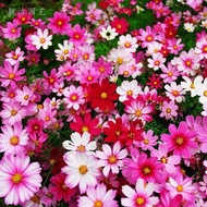 Gesang Flower [Cosmos Seeds] 2,000 Gesang Flower [Cosmos Seeds] Balcony Courtyard Indoor Potted Plan
