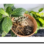 Bath set for diaper mothers (1 bit 120g) Social leaves, cinnamon leaves, ginger leaves, grapefruit l