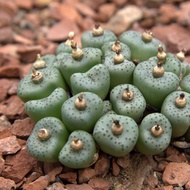 10 เมล็ด โคโนไฟตัม กระบองเพชร ไม้อวบน้ำ กุหลาบหิน แคคตัส Conophytum สายพันธุ์ obcordellum