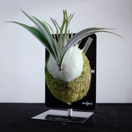 CyberBoard 仿金屬植物板材