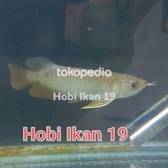 Terbaru Ikan Arwana Golden Red/Arwana Golden Red/Riau/Arowana Golden