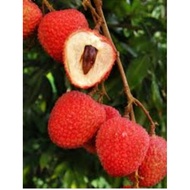 pokok buah laici(pokok tinggi)