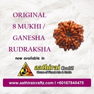 Original 8 (Eight) Mukhi / Ganesha Rudraksha