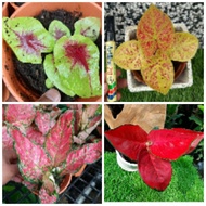 caladium merah. hybrid.  keladi merah. caladium magma. aglaonema pink valentine. indoor plants