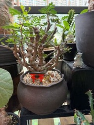 沙漠蘇木 念珠形