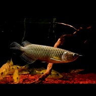 Ikan Arwana Jardini Black Pearl 31-33cm