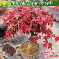 เมล็ดพันธุ์ ต้นเมเปิ้ล ต้นเมเปิ้ลแดง บรรจุ 50 เมล็ด Japanese Red Maple Tree Plant Bonsai Seed เมล็ดด