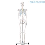 Un* 176cm Height Human Skeleton Model Life Size Human Bone Anatomy Model for Labs