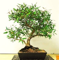 Bonsai Lemon-scented spotted gum tree seed -rare-Lemon-scented gum