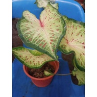 Tanaman Hiasan (CALADIUM)