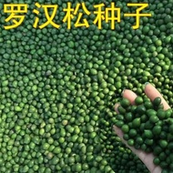 Miye Arhat Pine Seed Arhat Pine Broadleaf Arhat Pine Solid Green Diamond Dali Arhat Pine Narrow Leaf