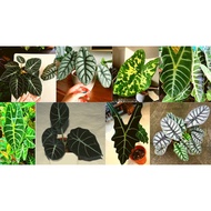 [Pokok Hidup] Alocasia Tumbuhan Keladi / Alocasia (Live Plant)