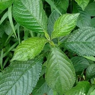 Daun Keji Beling Segar Obat Herbal Daun keji Beling Obat Batu Ginjal Daun Keji Beling Segar 1 kg