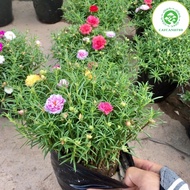 Multi-colored ten o'clock flower tree - ten o'clock beauty - Eight o'clock - Ten o'clock meteor