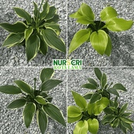 🔥INDOOR🔥 VARIEGATED HOSTA / Plantain Lily / Gibōshi / August Lily / Hosta Plantaginea / Live Plant
