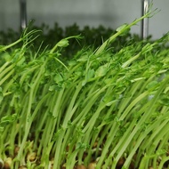 Dun Pea Seed | Pea Shoot Seed | Pea Sprout Seed | Microgreen |【彩豌豆】|【豆苗种子】