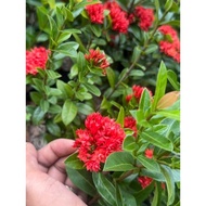 Cherry Red Santan (Fresh&established)