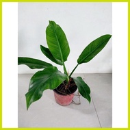 ⭐ ✪ ∵ ➷ Green Orlando Philodendron