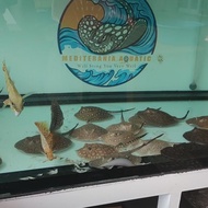 ((premium)) Ikan Pari Air Tawar Motoro