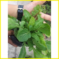 ✗ ۩ ☾ Arugula vegetable seedlings