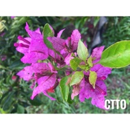 Bunga Kertas ID Formosa