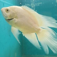 Oscar Albino Putih Slayer White Astronotus Ocellatus Cichlid