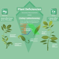 Phân Bón Magie Chelate Magnesium Chelate Mg Edta Ma Nhê Hữu Cơ Magie 6 Phân Trung Lượng Ma Giê (1Kg)