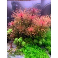 AQUARIUM THAI DUONG TREE - (10 branches)