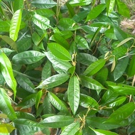 anak pokok durian musang king